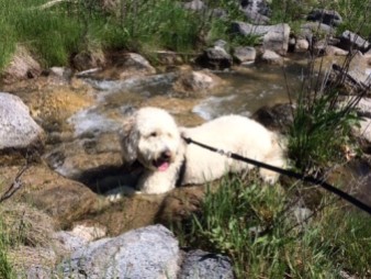 Bentley laying in the creek at Mald Gorge