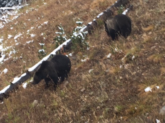 Yellowstone Black Bears