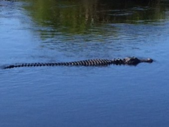 Alligator Florida2JPG